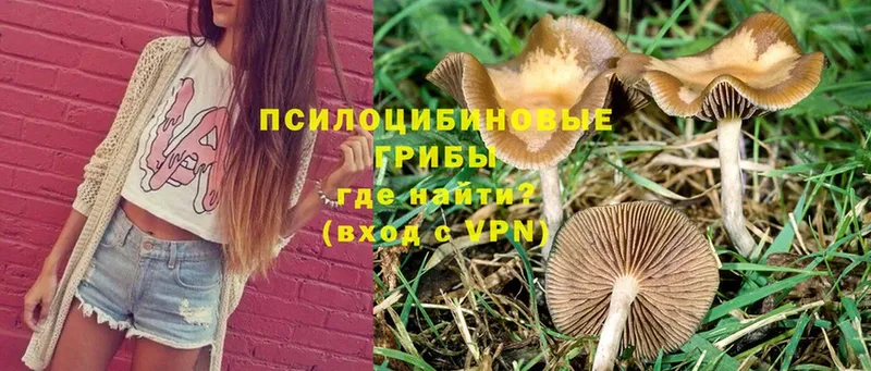 Галлюциногенные грибы Psilocybine cubensis  Петровск 