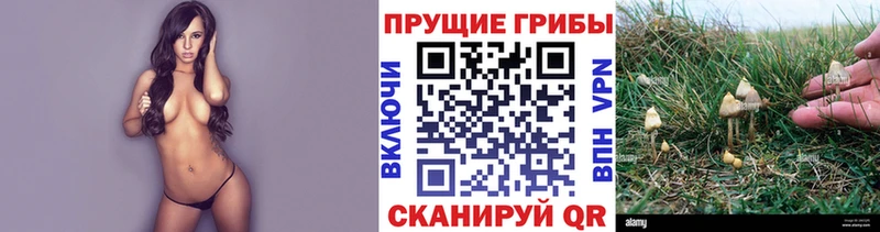 kraken вход Петровск Псилоцибиновые грибы Psilocybe