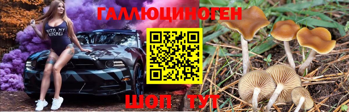 Галлюциногенные грибы Psilocybe Петровск